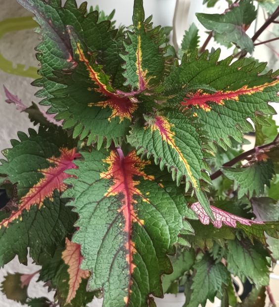 Un coleus fabulos, de fapt eu asa ii vad pe toti. - Linişte şi flori