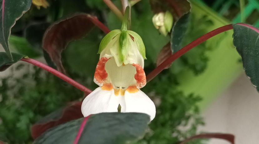 Asa ceva... wow, mii de multumiri! - Linişte şi flori