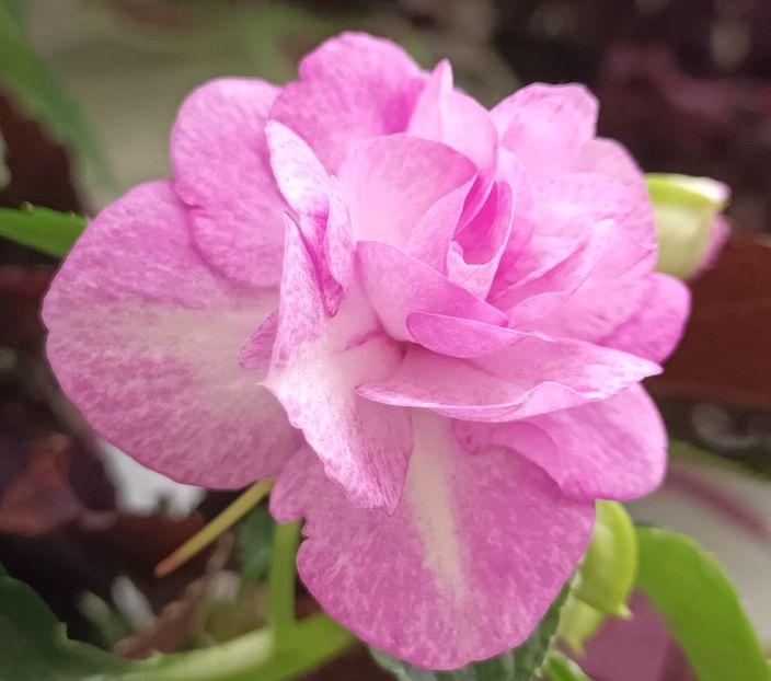 Fara cuvinte... - Linişte şi flori