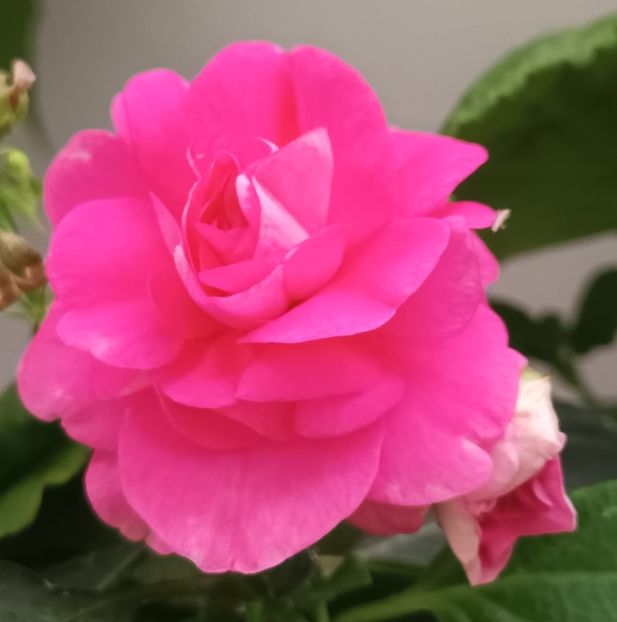  - Linişte şi flori