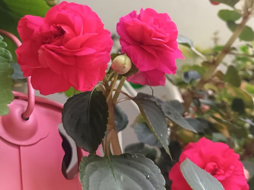  - Linişte şi flori