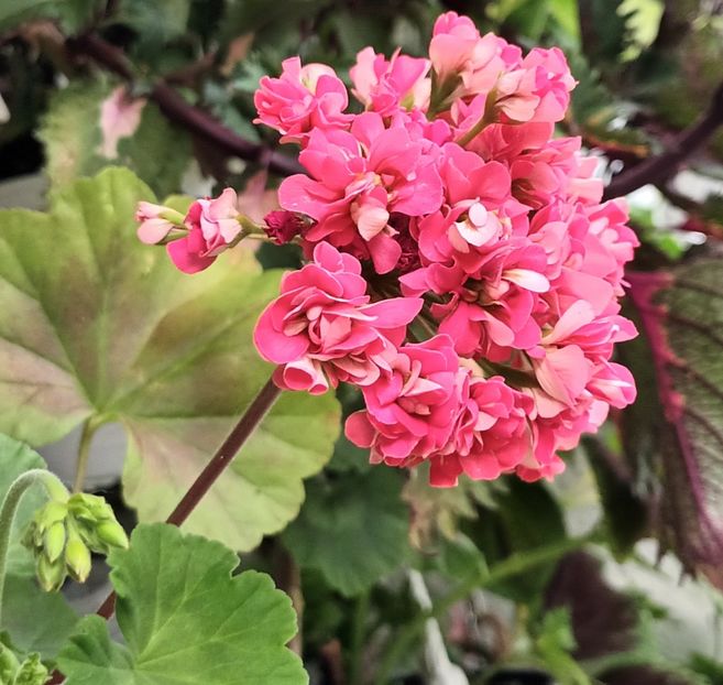 Multumiri din inima! ❤️❤️❤️ - Linişte şi flori