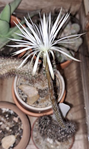  - Cactusi si suculente