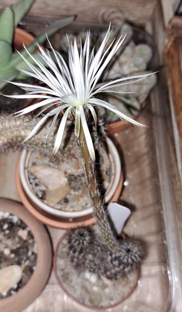  - Cactusi si suculente