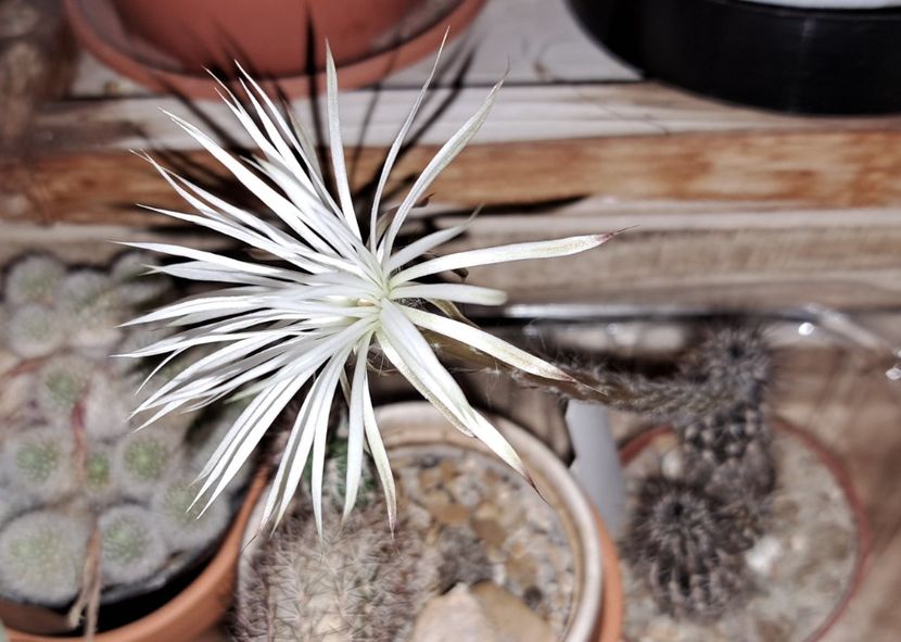  - Cactusi si suculente