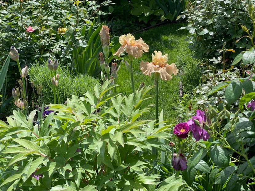  - 002 Grădina 2024 1