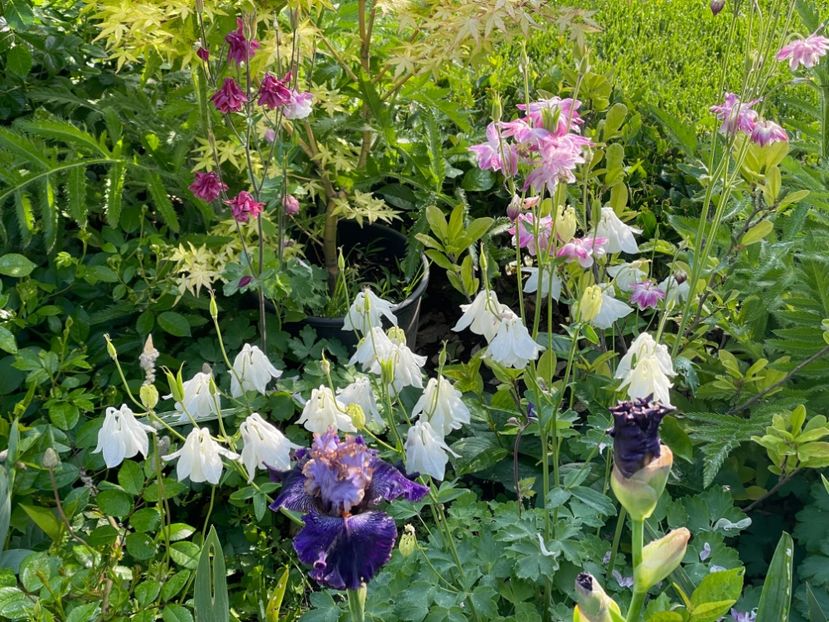  - 002 Grădina 2024 1