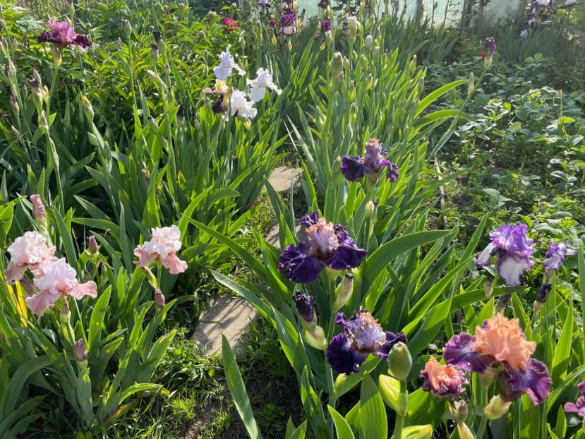  - 002 Grădina 2024 1