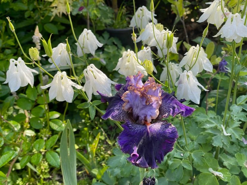  - 002 Grădina 2024 1