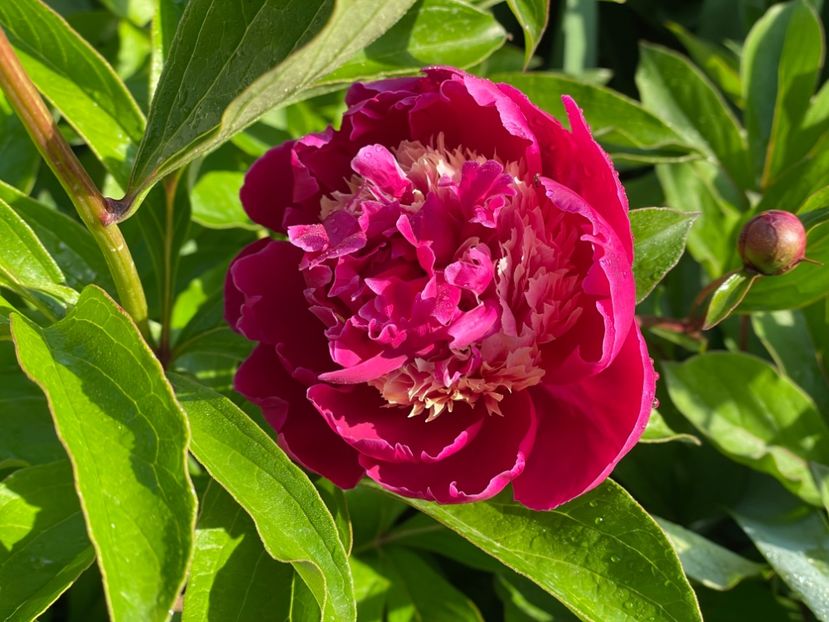  - 002 Grădina 2024 1