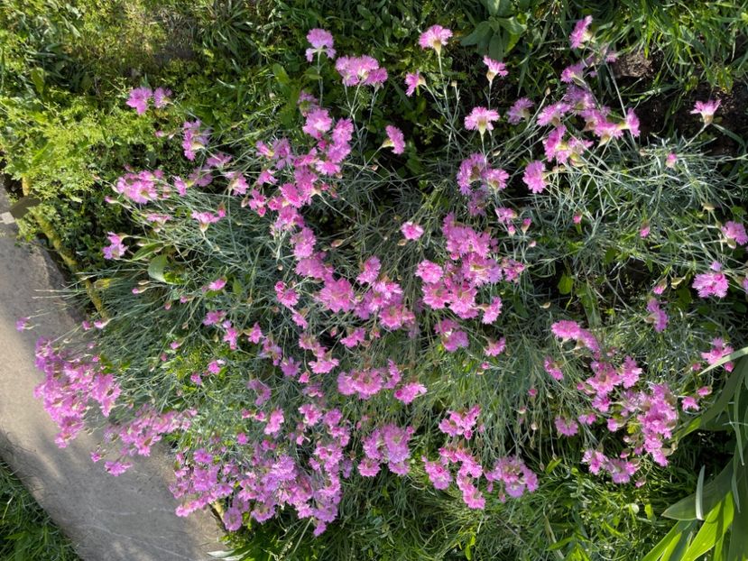  - 002 Grădina 2024 1