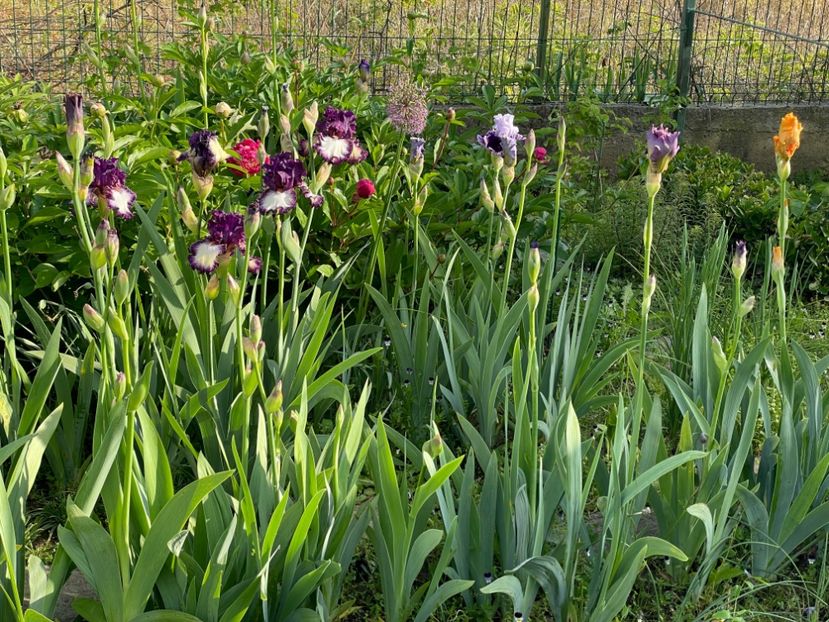  - 002 Grădina 2024 1