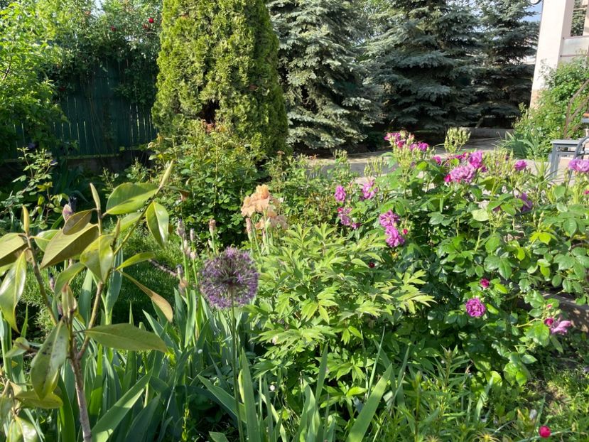  - 002 Grădina 2024 1