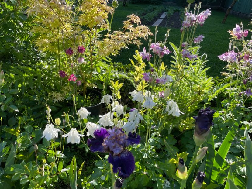  - 002 Grădina 2024 1