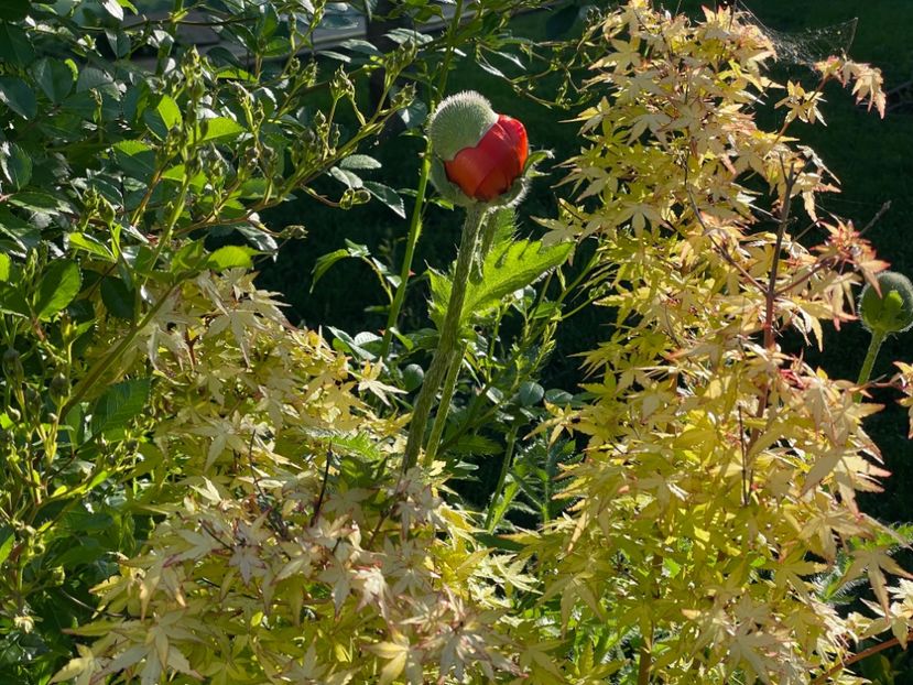  - 002 Grădina 2024 1