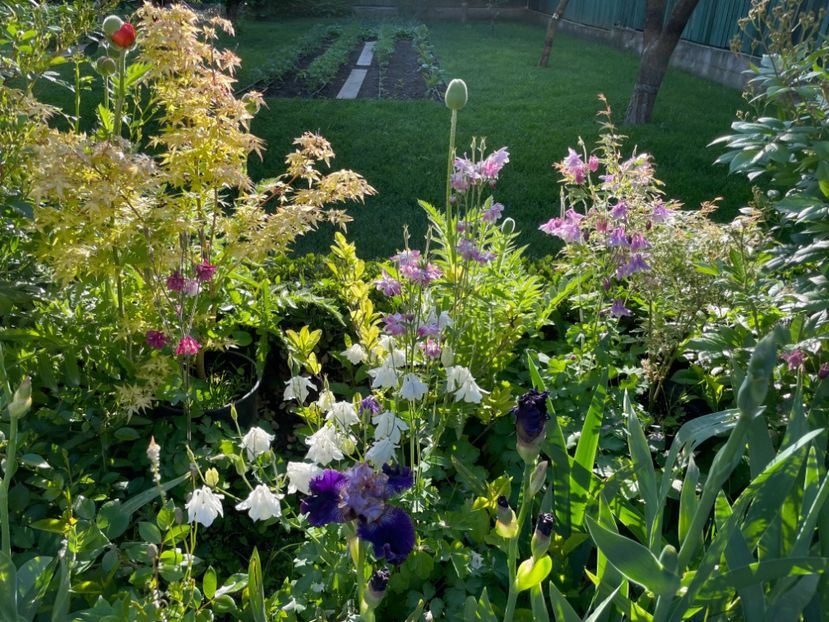  - 002 Grădina 2024 1