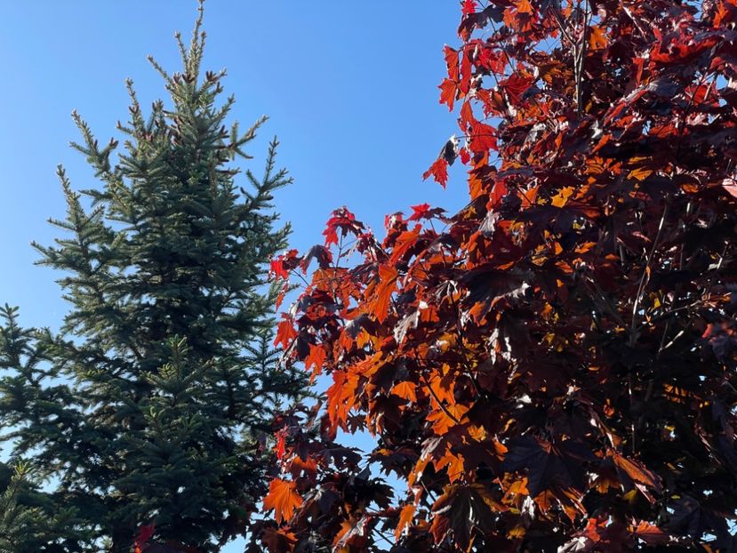  - 002 Grădina 2024 1