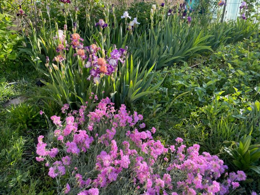  - 002 Grădina 2024 1