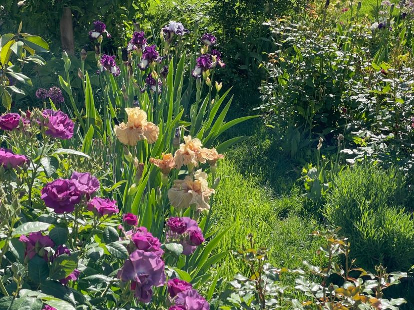  - 002 Grădina 2024 1