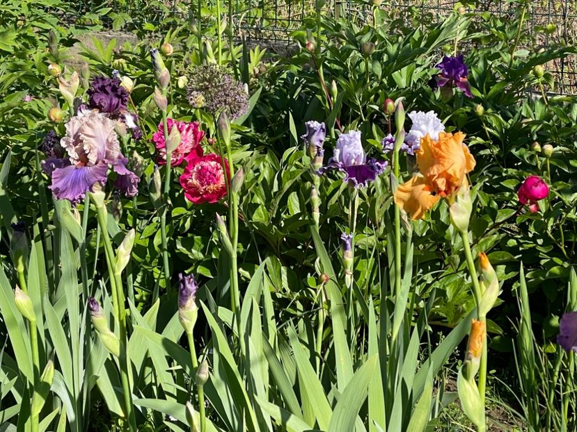  - 002 Grădina 2024 1