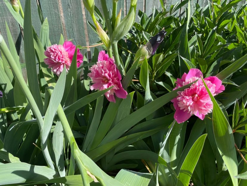  - 002 Grădina 2024 1