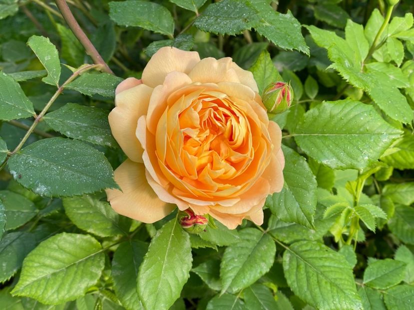  - 001 Trandafiri 2024