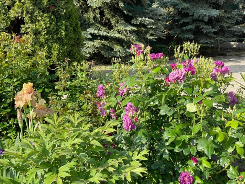  - 001 Trandafiri 2024