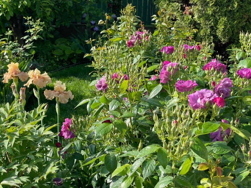  - 001 Trandafiri 2024