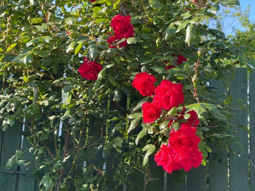  - 001 Trandafiri 2024