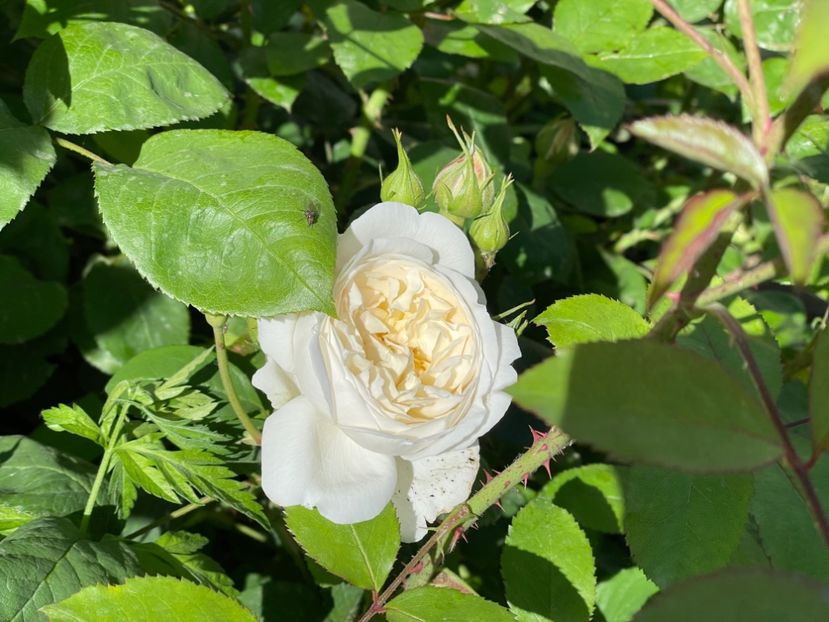  - 001 Trandafiri 2024