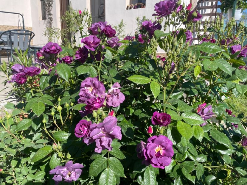  - 001 Trandafiri 2024