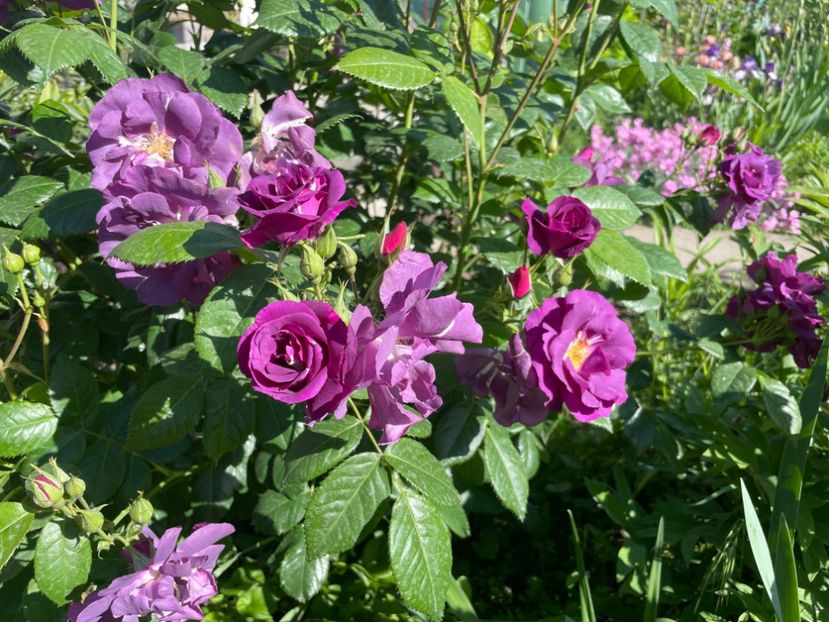  - 001 Trandafiri 2024