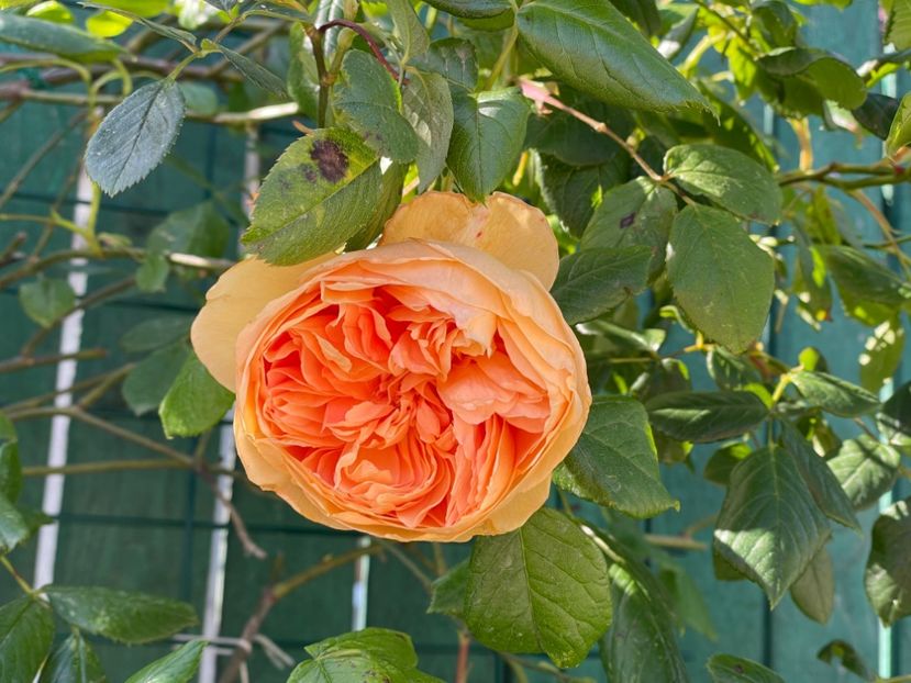  - 001 Trandafiri 2024