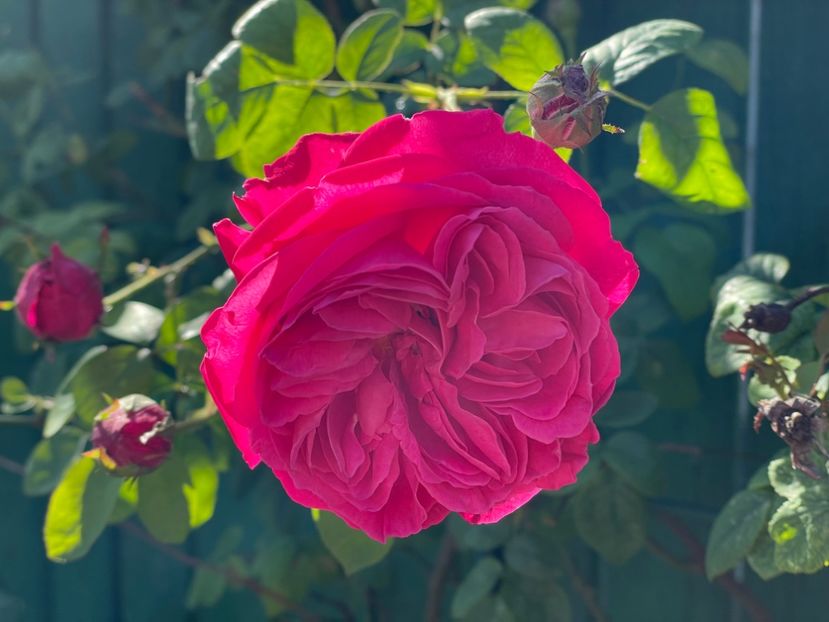  - 001 Trandafiri 2024