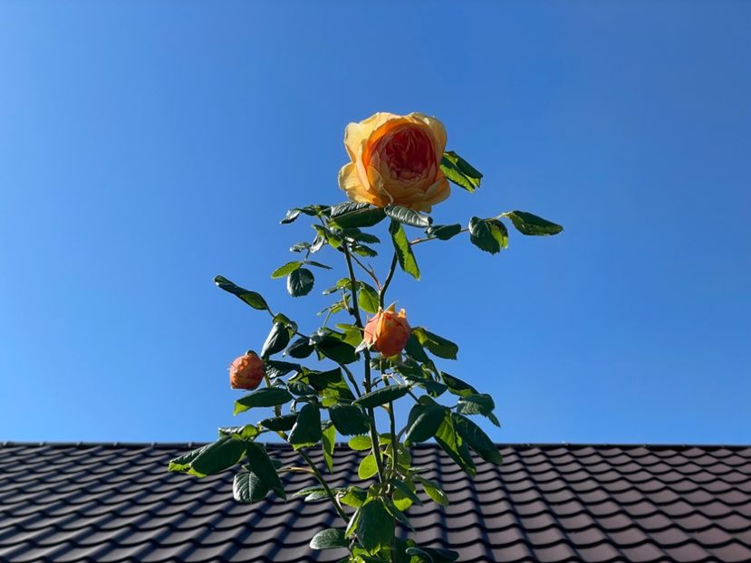  - 001 Trandafiri 2024