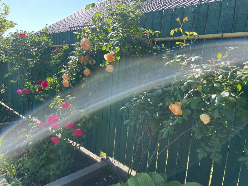  - 001 Trandafiri 2024