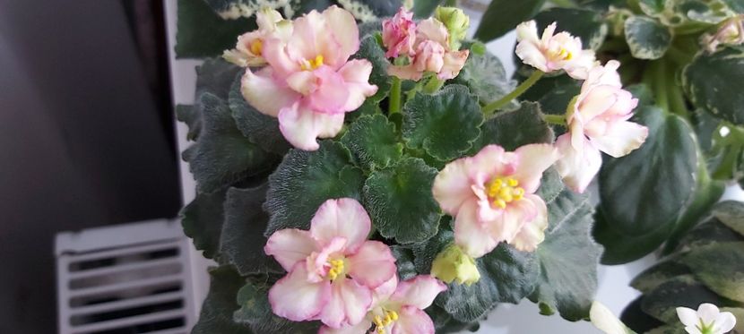 05.05.24 - AV-Zheltaya Rosa
