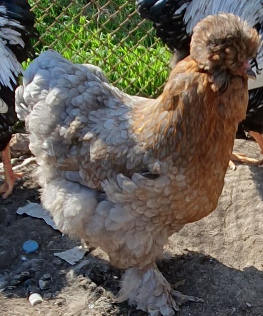  - Gaini motate barboase