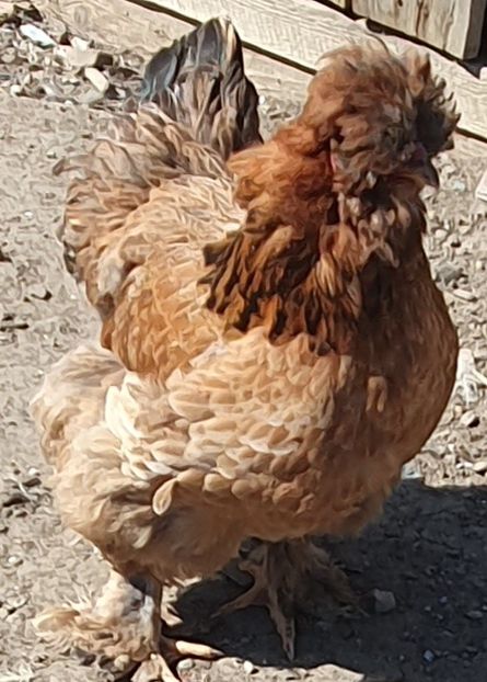  - Gaini motate barboase