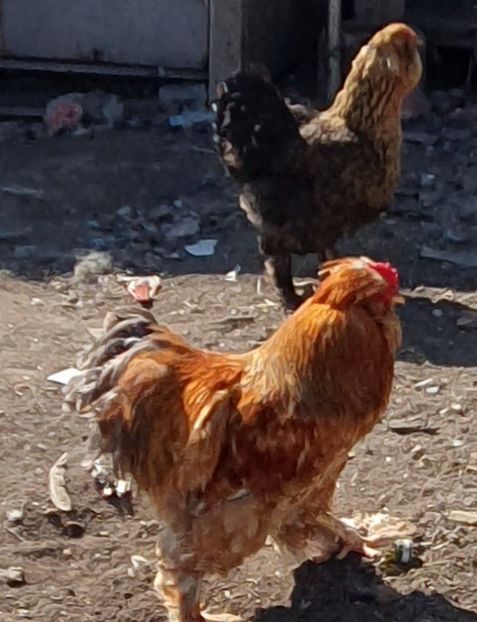  - Gaini motate barboase