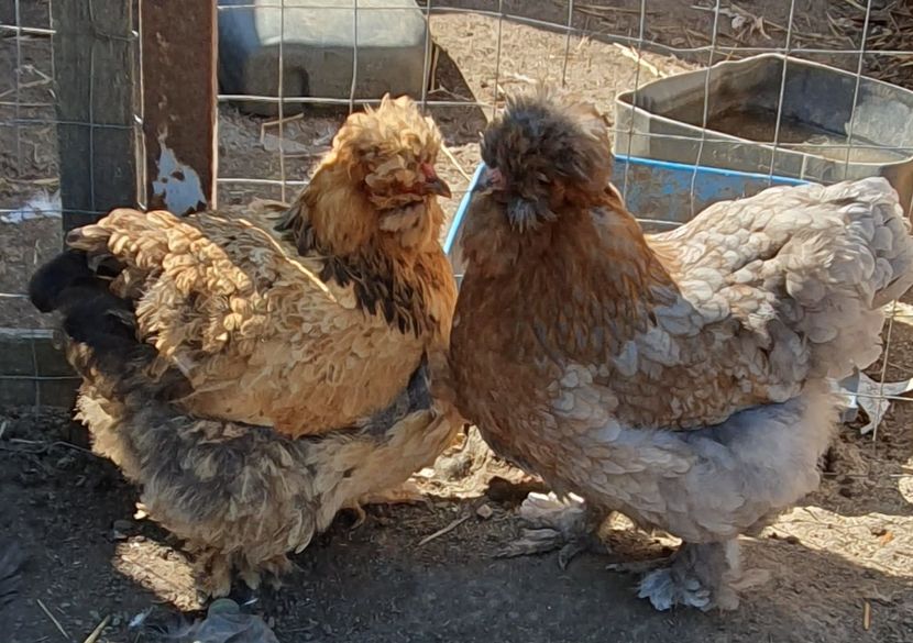  - Gaini motate barboase