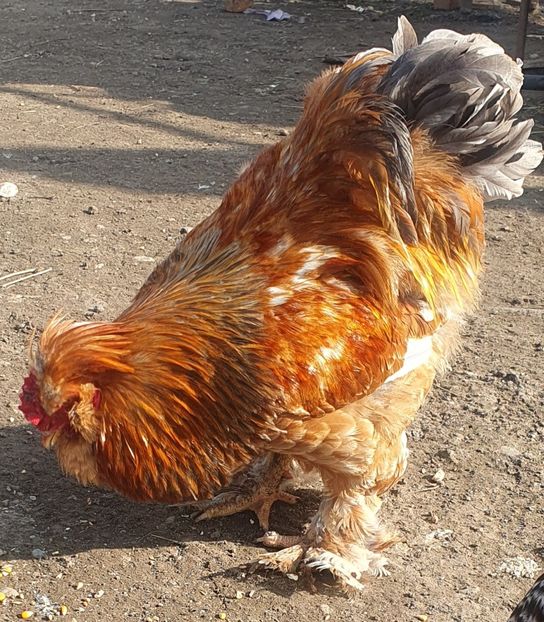  - Gaini motate barboase