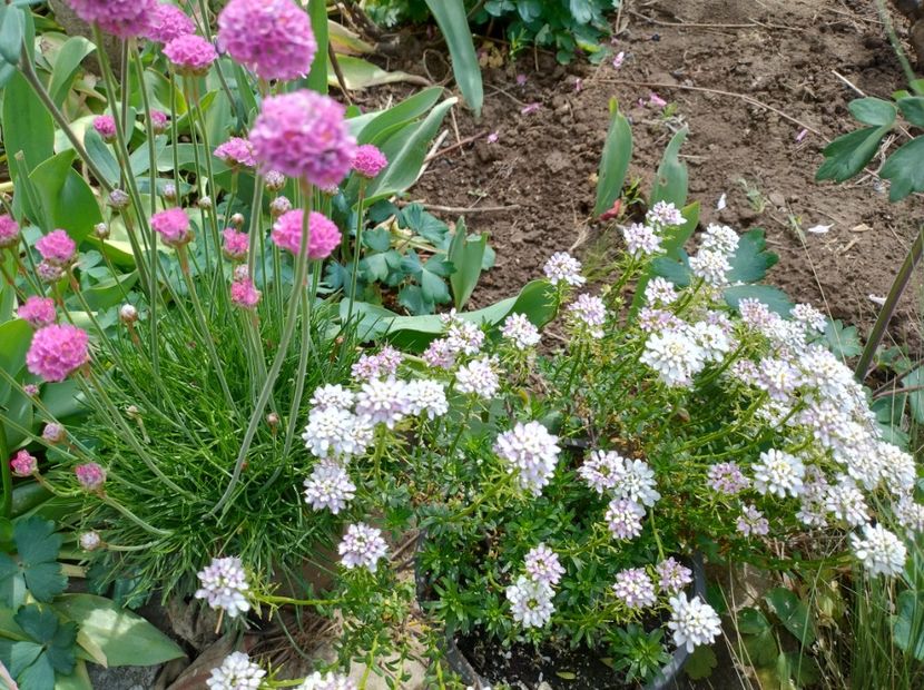  - Flori de gradină-2024