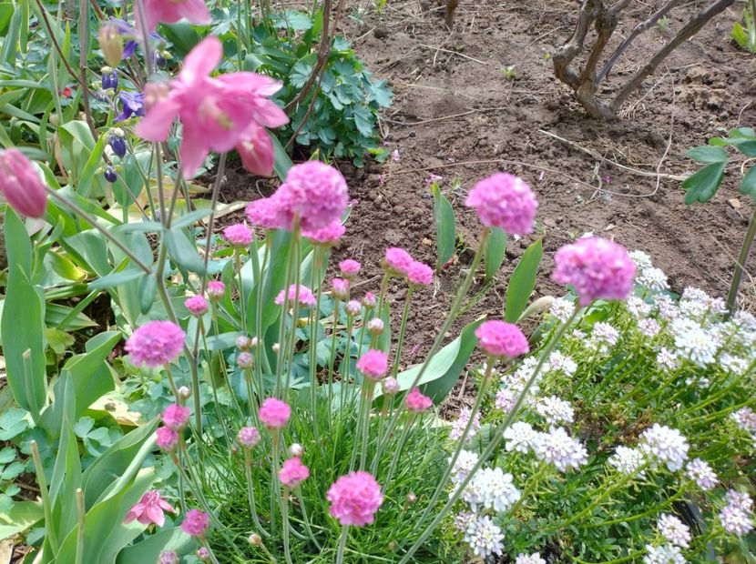  - Flori de gradină-2024