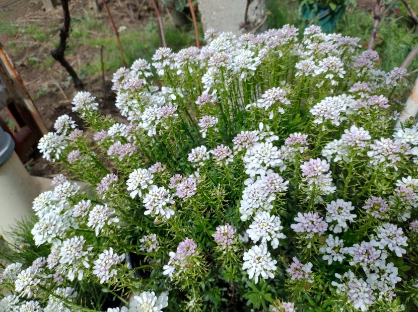  - Flori de gradină-2024