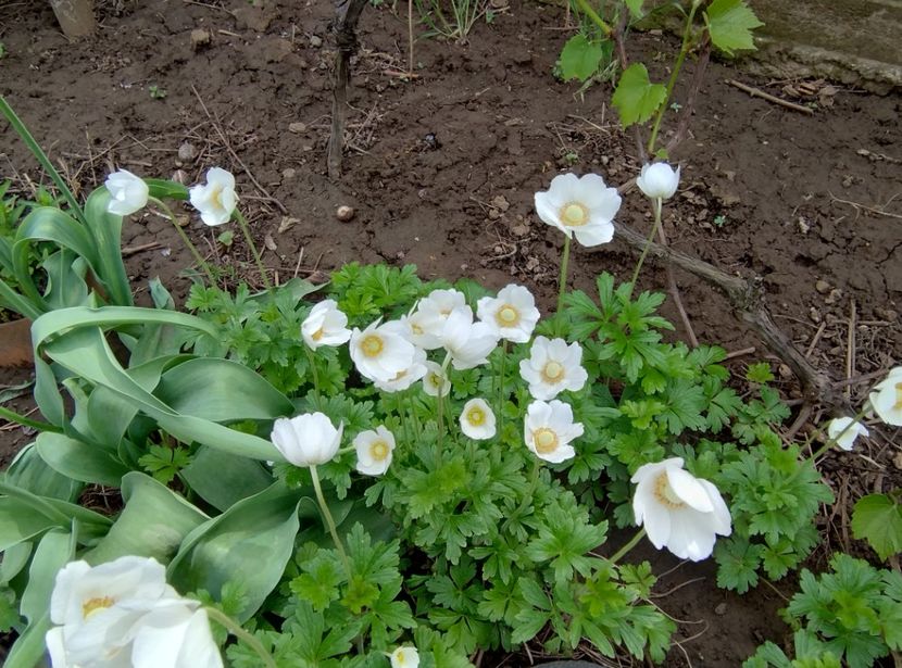  - Flori de gradină-2024