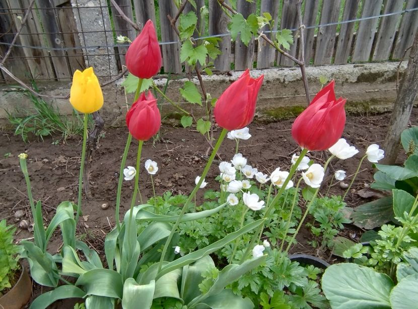  - Flori de gradină-2024