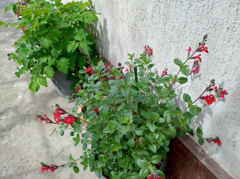  - Flori de gradină-2024