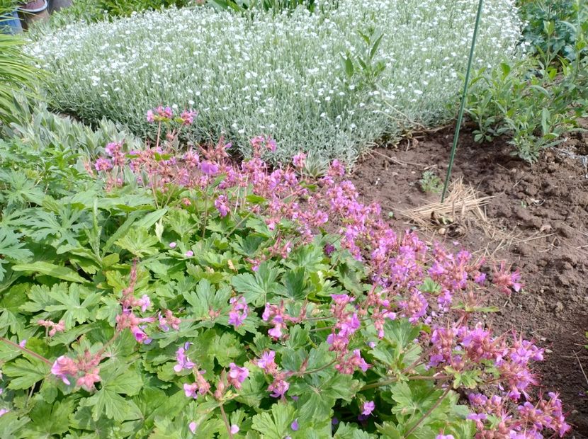  - Flori de gradină-2024