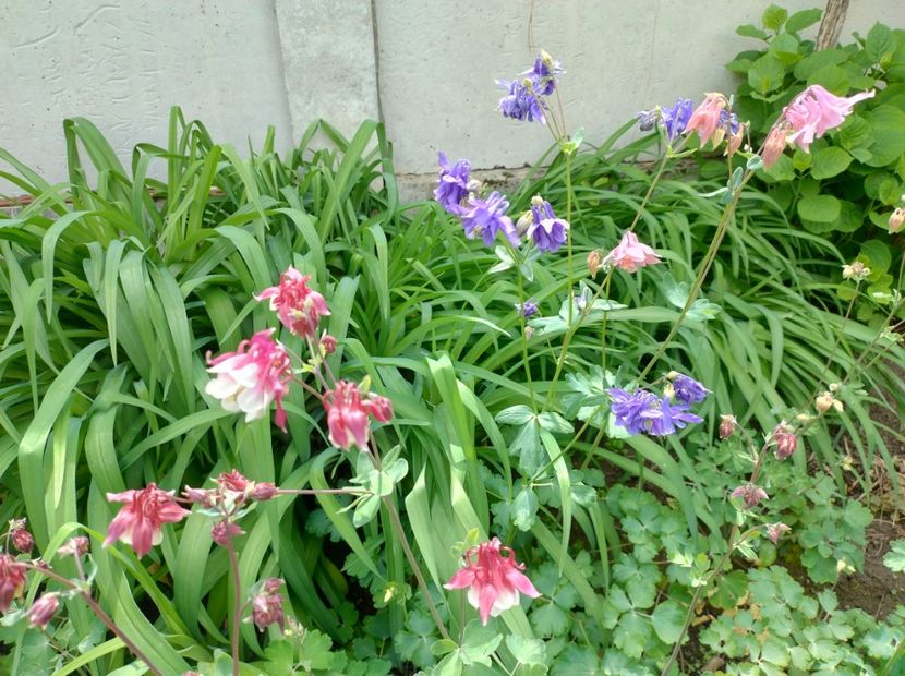  - Flori de gradină-2024